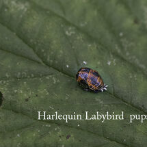 Harlequin Labybird pupae-Edit
