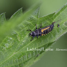 Ladybird Larvae Harmonia axyridis-Edit