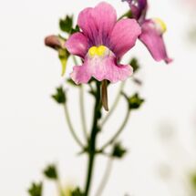 Nemesia strumosa Mirabelle-Edit-2