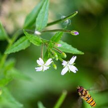 Hoverfly Episyrphus balteatus