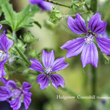 Hedgerow Cranesbill Gerannium pyrenaicum-Edit-Edit
