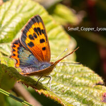 Small Copper Lycaena phlaeas