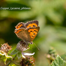 Small Copper Lycaena phlaeas
