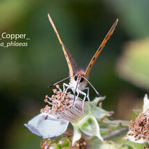 Small Copper Lycaena phlaeas