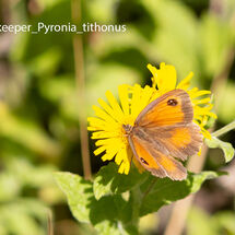 Gatekeeper Pyronia tithonus8547