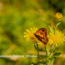 Gatekeeper Pyronia tithonus8551