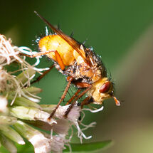 Yellow Dung Fly Scathophaga stercoraria
