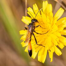 Redbanded Sand Wasp Ammophila sabulosa