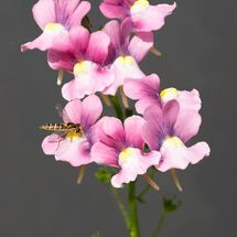 8177-Nemesia strumosa Mirabelle