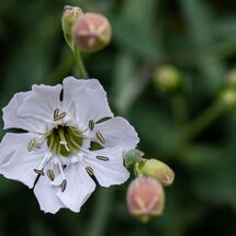 PLx6106-Arabis White Rock Cress