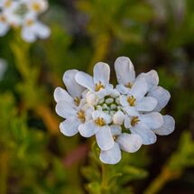 Iberis sempervirens Appen Etz
