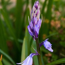 Bluebell scilla bluebell Squill