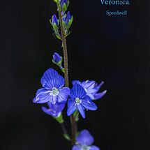 Veronica Speedwell-Edit