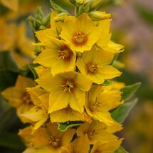 Lysimachia Loosestrife punctata