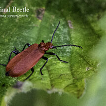 Cardinal Beetle Pyrochroa serraticornis-Edit