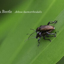 Click Beetle Athous haemorrhoidalis-Edit
