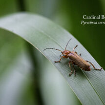 Cardinal Beetle Pyrochroa serraticornis-Edit