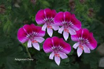 Pelagonium Cherry