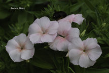 Phlox