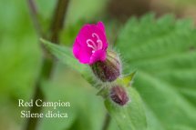 Red Campion