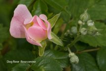 Dog Rose