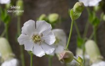 Silene Sea Campion