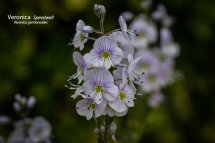 Speedwell Veronica