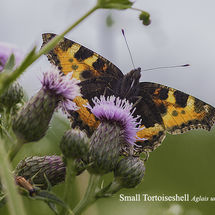 Small Tortoiseshell Aglais urticae