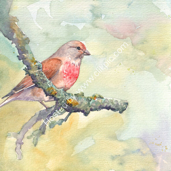 Linnet, bird art, on branch, yellow background