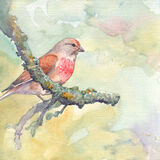 Linnet Linnet, bird art, on branch, yellow background