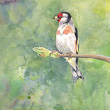 Goldfinch Goldfinch on green background, bird art