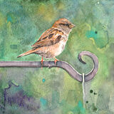 Sparrow Sparrow on a green background, bird art