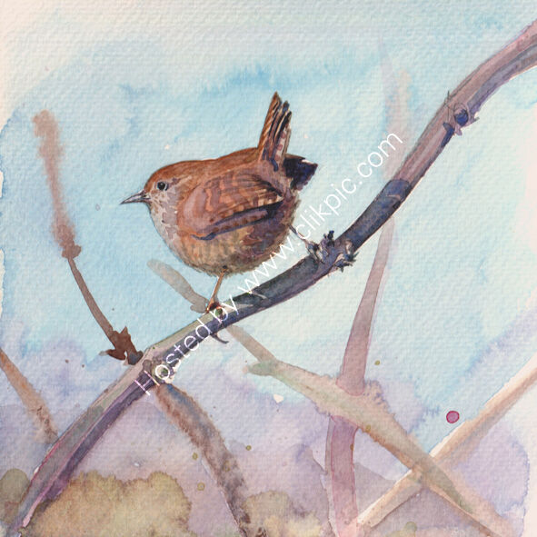 Wren on a branch, blue and purple background, bird art