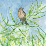The singer in the field bird singing on seed pods, bird art