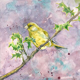 Greenfinch A Greenfinch on pink background, bird art