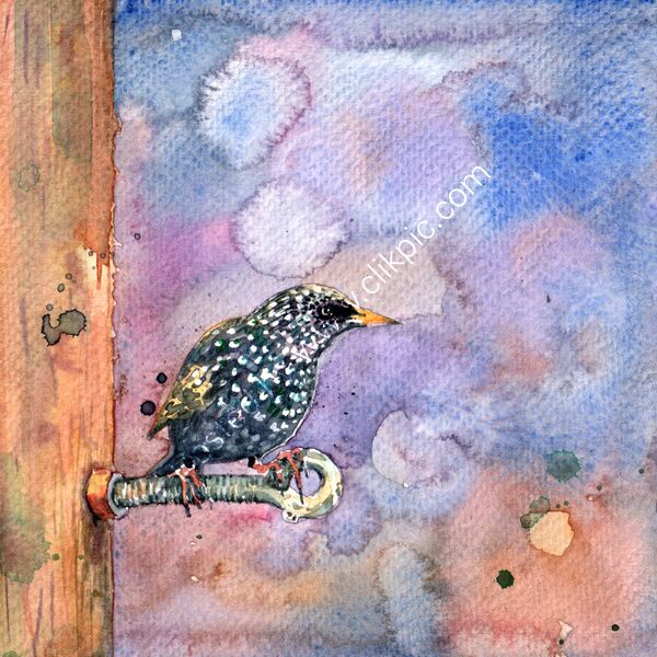 A starling with a purple background, bird art
