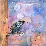 Starling A starling with a purple background, bird art