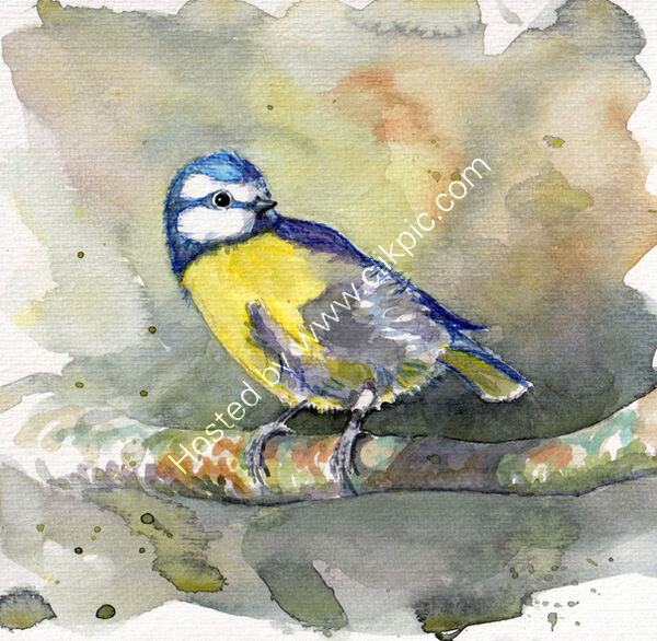 A bluetit on a grey green background, bird art