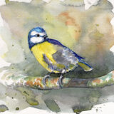 Bluetit A bluetit on a grey green background, bird art