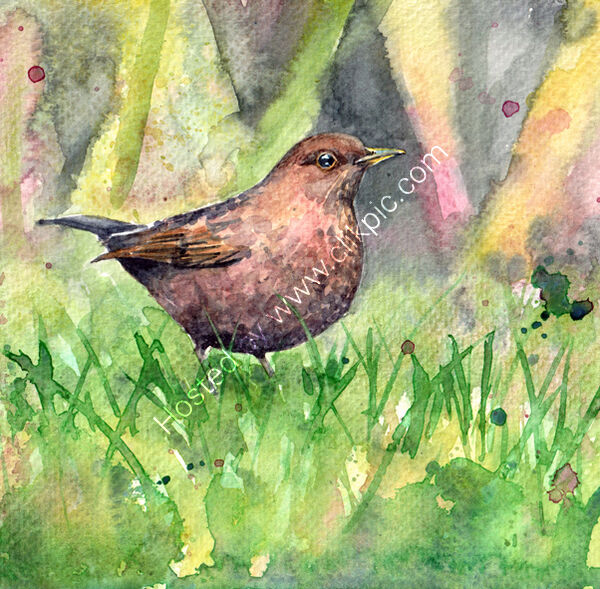 female blackbird watercolour, bird art