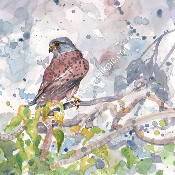 Watercolour Kestrel on grey background, bird art