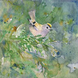 Goldcrest goldcrest on green, bird art