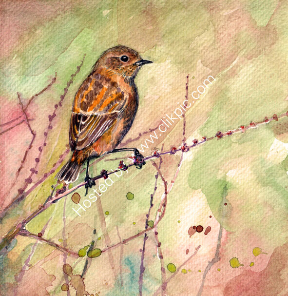 Stonechat on pink and green, bird art