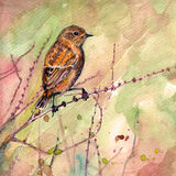 Stonechat Stonechat on pink and green, bird art
