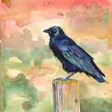 Crow Crow on autumn colour