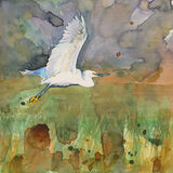 Little Egret Little Egret watercolour, bird art