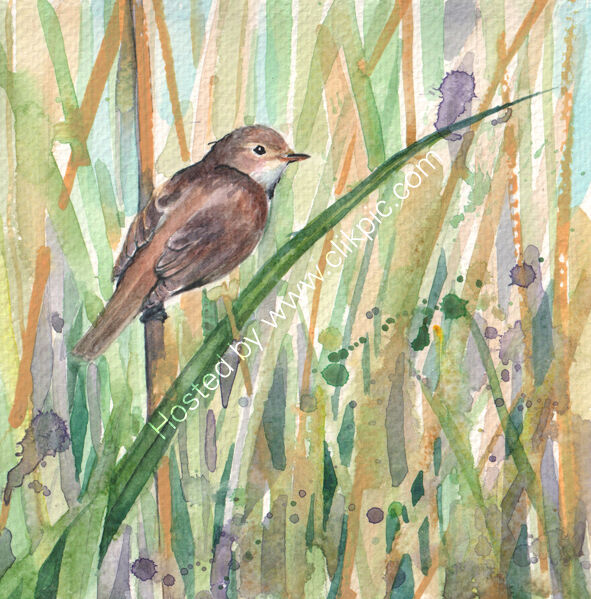 Reed Warbler , bird art