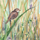 Reed Warbler Reed Warbler , bird art