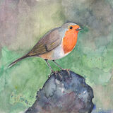 Robin A robin on a dark log, bird art