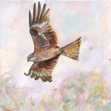 Red Kite Red Kite flying in misty sky, bird art